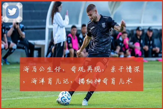 海马公生仔，奇观再现，亲子情深，海洋育儿记，揭秘神奇育儿术